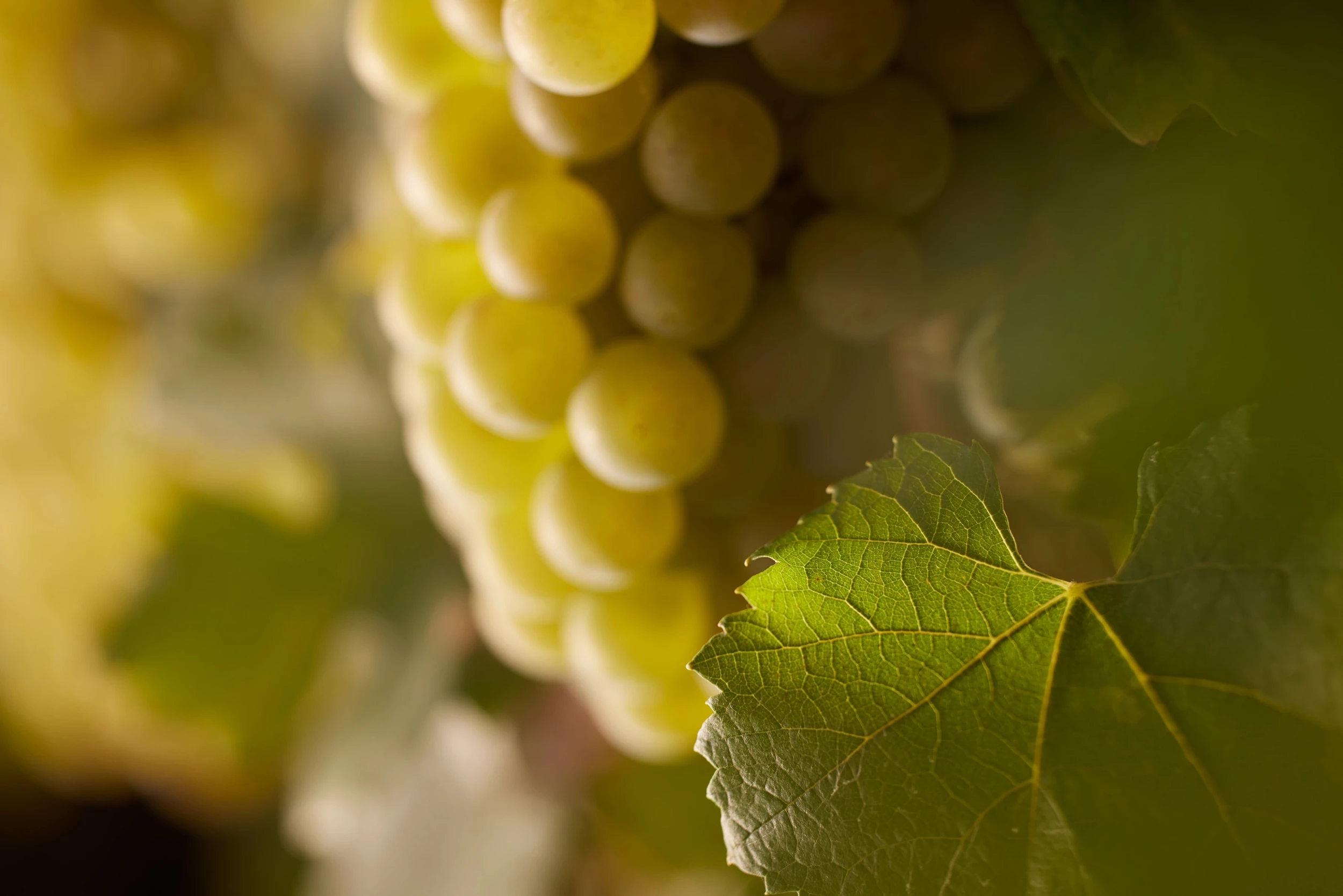 Volnay 1er Cru « Clos de la Chapelle »  Monopole