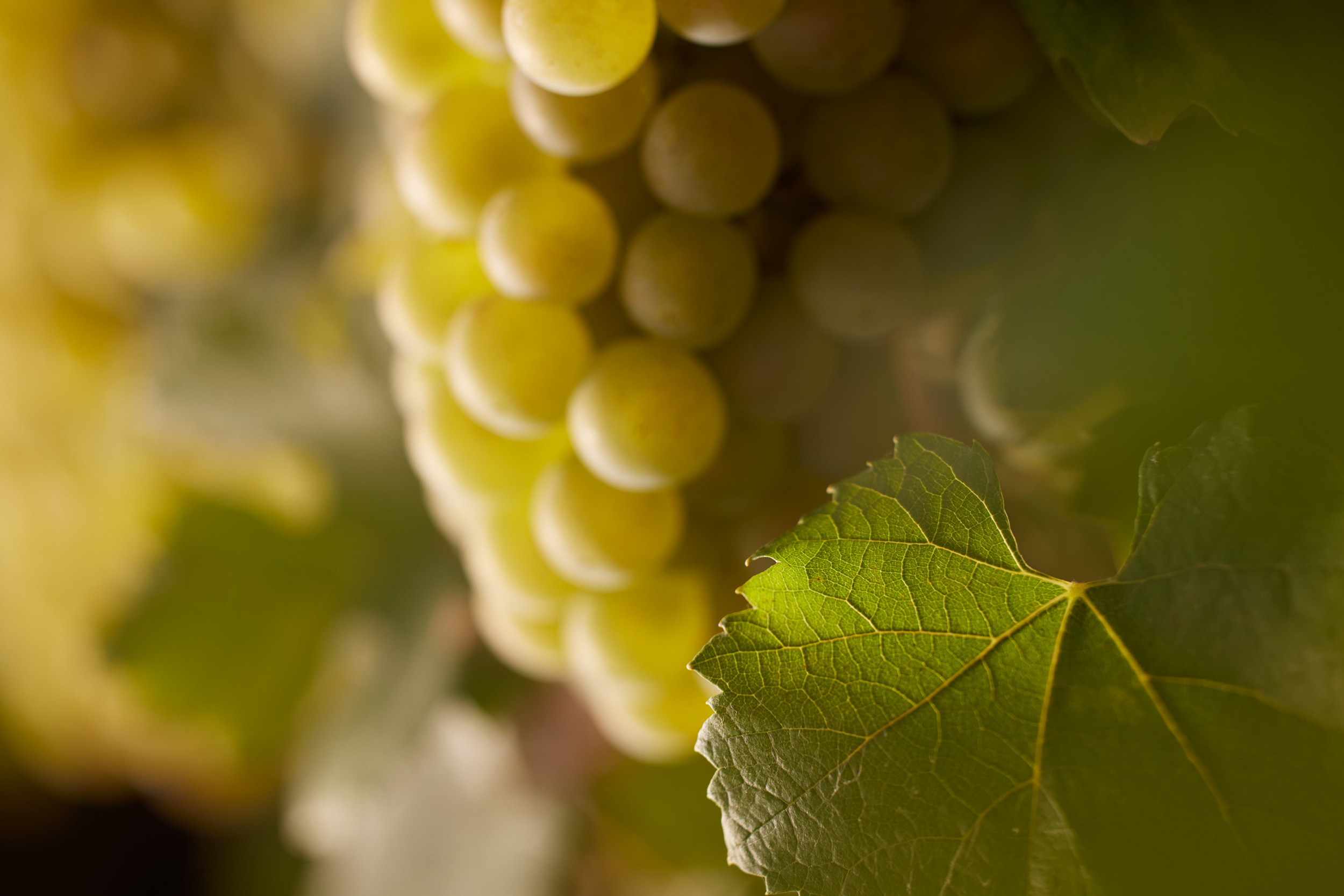 Volnay 1er Cru « En Carelle »