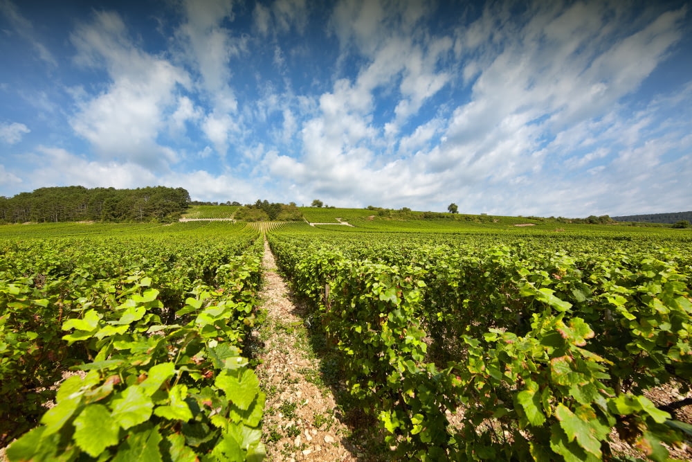 Pommard 1er Cru « Les Chanlins »