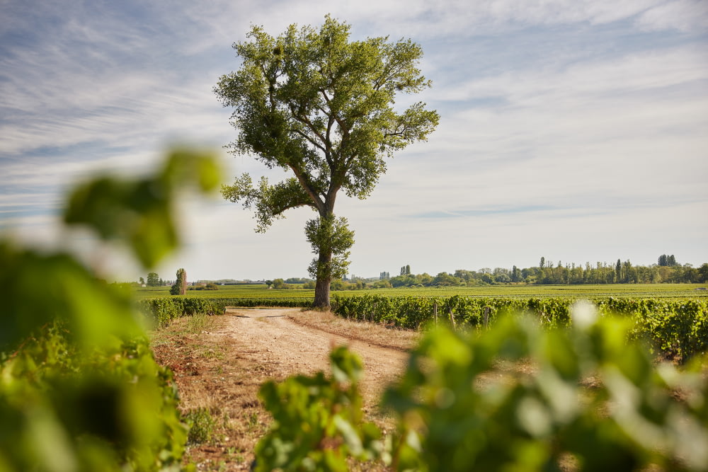 Meursault 1er Cru « Charmes »